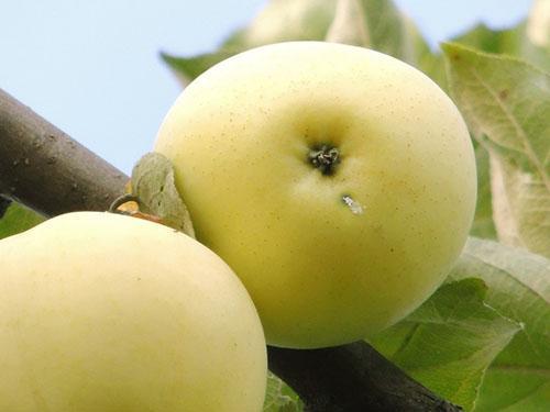Сортове ябълки Бял пълнеж