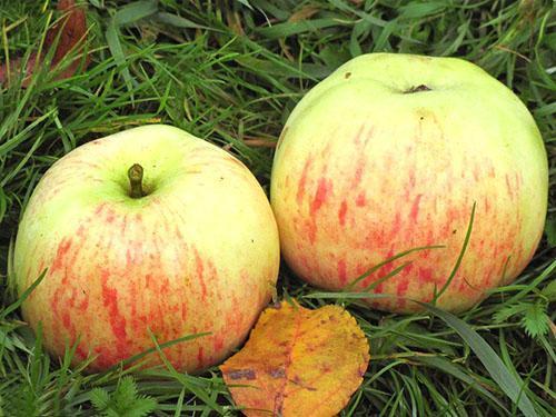 Ябълки от сорта Избрани