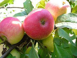 Medunitsa Äpfel