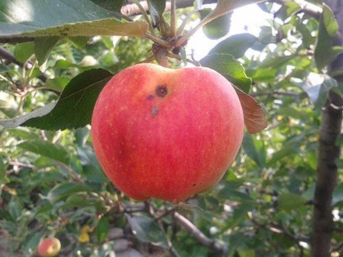 Ябълка, повредена от молец
