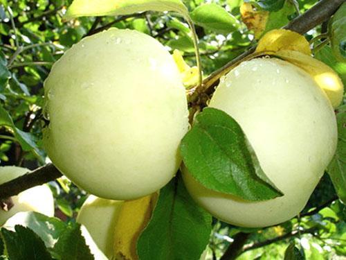 Variedades de maçãs recheio branco