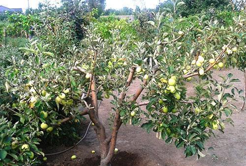 สวนผลไม้แอปเปิ้ล