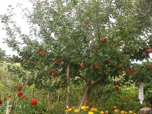 Appelboom in de tuin