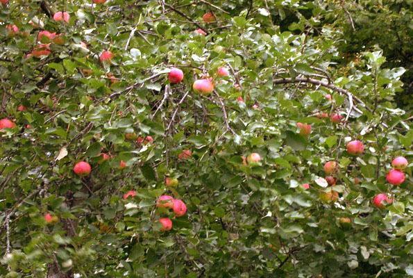 ต้นแอปเปิ้ลในภูมิภาคเลนินกราด