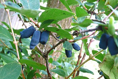 Wiciokrzew Bluebird