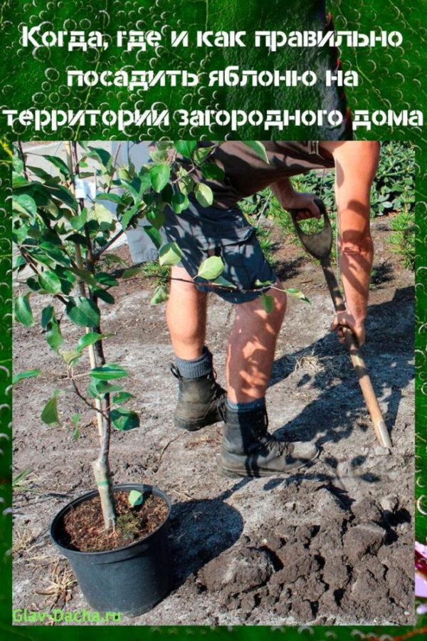 hoe je een appelboom plant