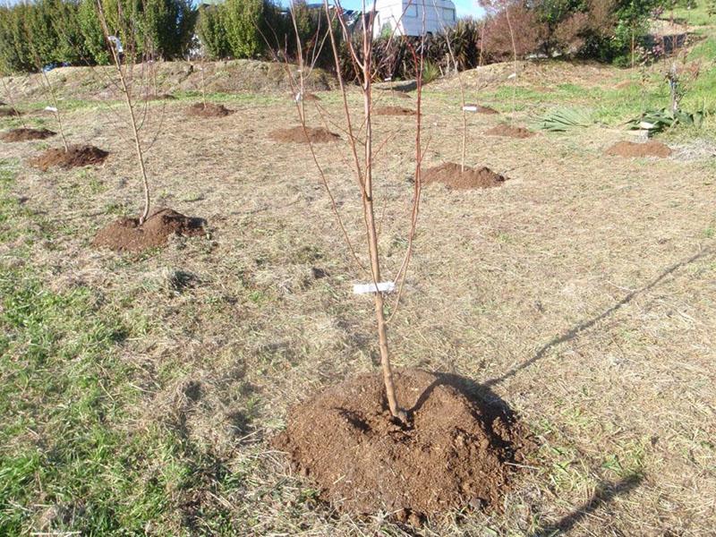 как да засадите ябълково дърво през пролетта