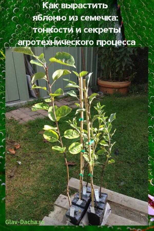 how to grow an apple tree from a seed