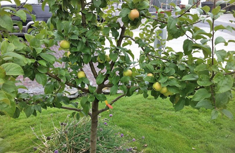 како узгајати дрво јабуке из плода семена