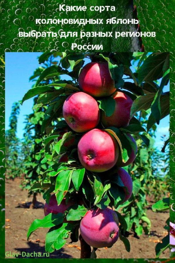 variedades de macieiras colunares