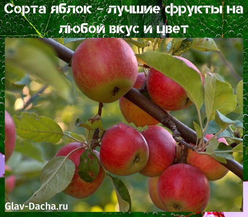 odmiany jabłek do podania