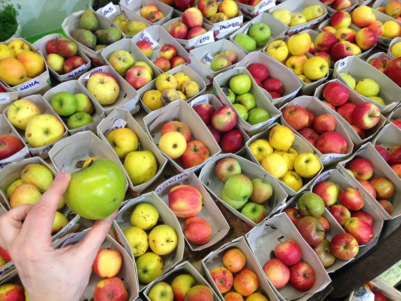 видове ябълки за вашата градина