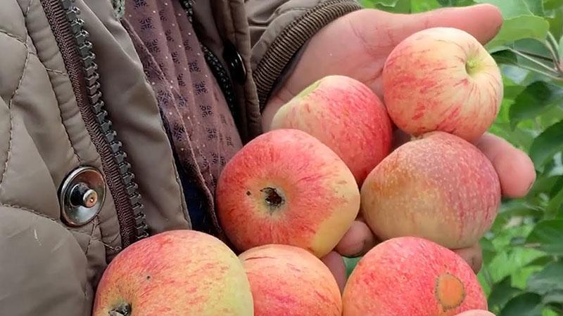 ранно узряващи сортове ябълки