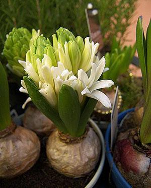 Thuis hyacinten forceren
