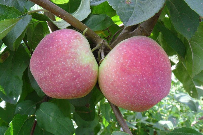 وصف شجرة التفاح ميلبا الفاكهة