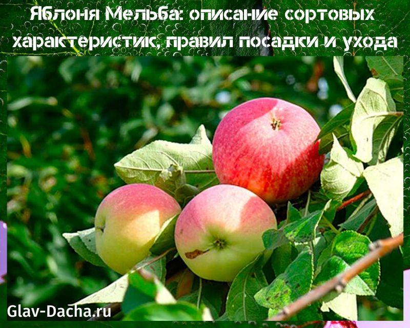 apple tree melba description