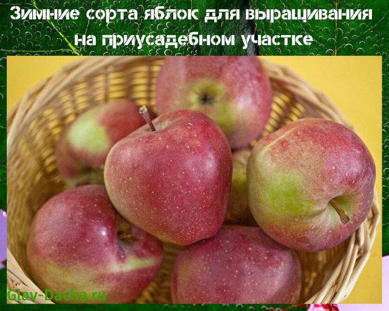 zimní odrůdy jabloní