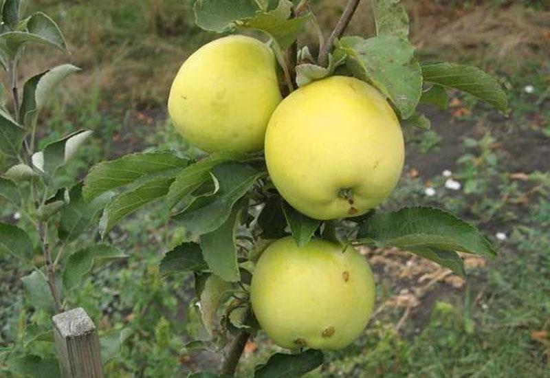вкусни зимни сортове ябълки