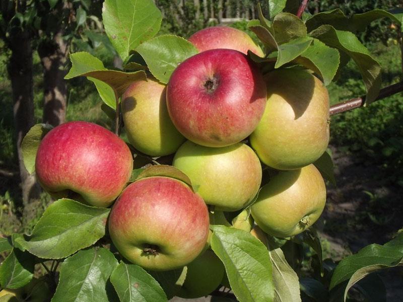 zimní odrůdy časně zralých jablek