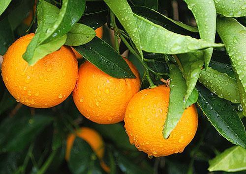 Orangen sind das ganze Jahr über Vitamine