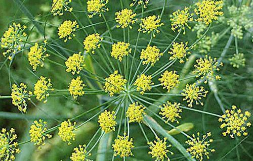 Dill blooms in the garden