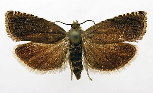 Pea moth