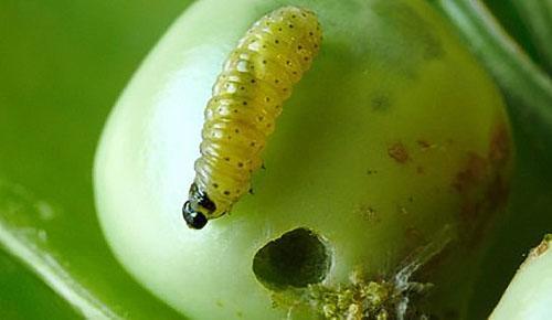 Pea moth caterpillar