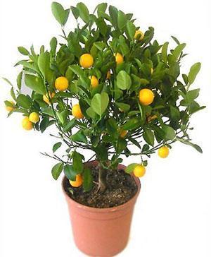 Indoor tangerine tree