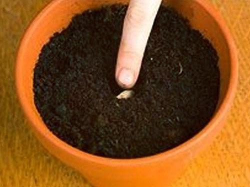 Semená hrozna sa prehĺbia o 1,5 cm