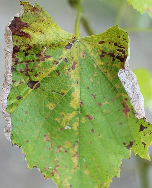 Mączniak chorobowy liści
