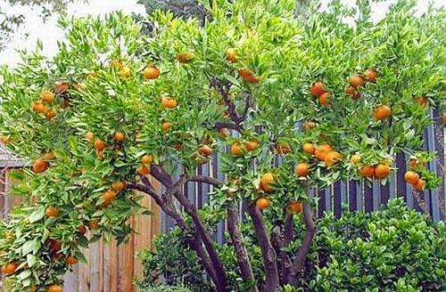 Mandarin tree in the dachas of the south