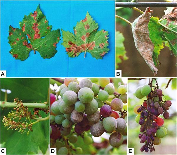 Jamur mempengaruhi semua bahagian pokok anggur