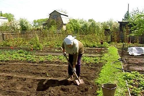 Preparando o solo para o plantio de beterraba