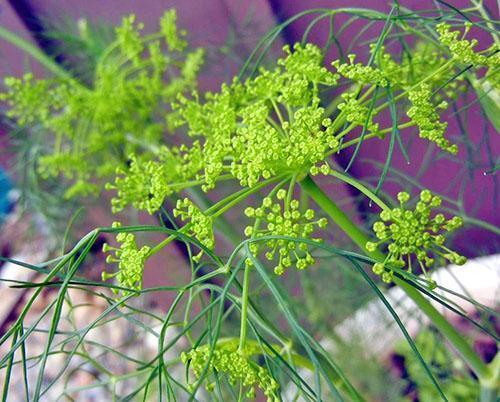 Dill useful for humans