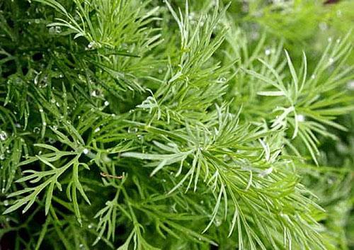 Early ripe dill Anker