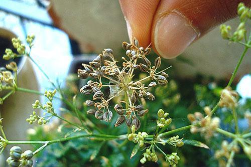 Collecting parsley seeds