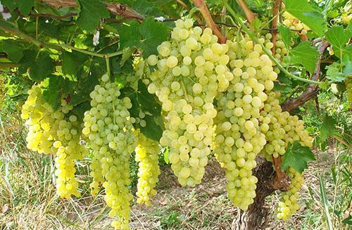 Zgodność z rolniczymi technikami uprawy winogron
