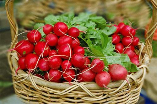 Juicy tasty radish from your garden