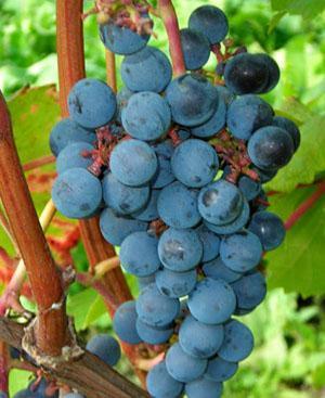 Uvas podem ser infestadas com pragas