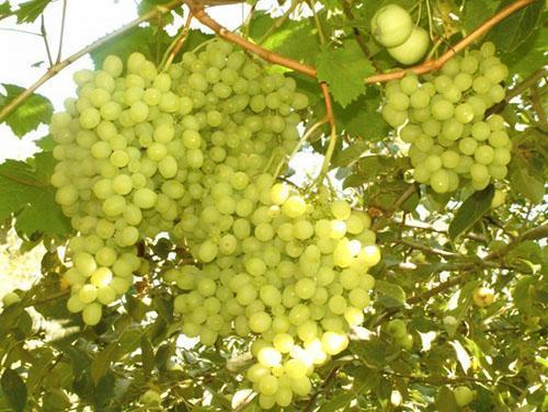 Ripe grapes in the Urals