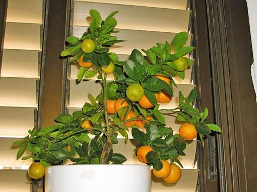 Kruid mandarijnen thuis