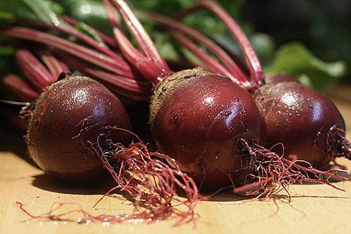 Table beets from your garden