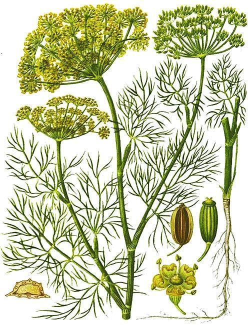 Dill structure