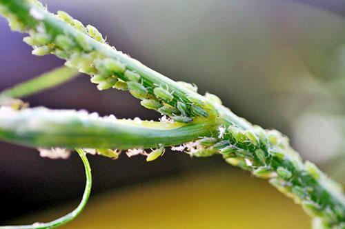 Aphids on dill