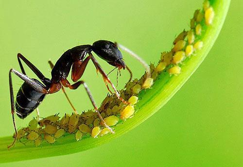 Bladlöss sprids av myror