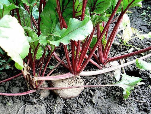 Summer beetroot care