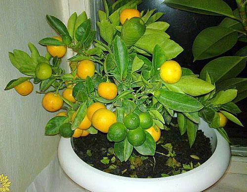 Sklizeň mandarinky na parapetu