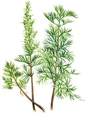 Dill tree branches