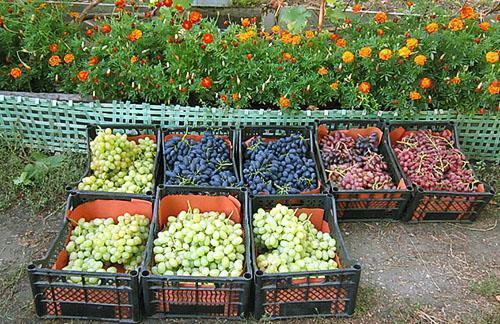 Grapes harvested for sale