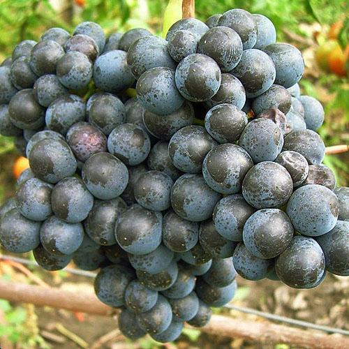 Grapes in Memory of Dombrovskaya